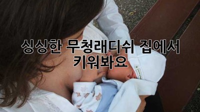 싱싱한 무청래디쉬, 집에서 키워봐요! 🥬